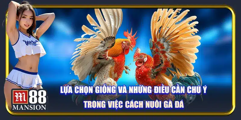 Lựa chọn giống và những điều cần chú ý trong việc cách nuôi gà đá